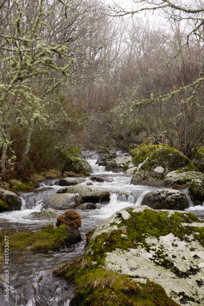 Old oak forest landscape on a misty morning with fog next to small splashing river with flowing water Old oak forest landscape on a misty morning with fog next to small splashing river with flowing water