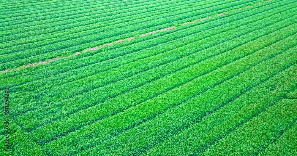 Aerial view of green wheat field on sunny day Aerial view of green wheat field on sunny day