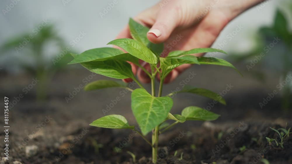 Careful farmer hand with seedling in soil. Agriculture growth, nurturing young plant. Soil fertility with farmer tending to seedling. Sustainable agriculture, farmer's hand, seedling earth connection. Careful farmer hand with seedling in soil. Agriculture growth, nurturing young plant. Soil fertility with farmer tending to seedling. Sustainable agriculture, farmer's hand, seedling earth connection.