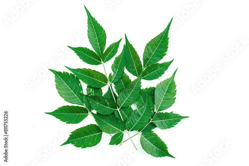 Medicinal neem leaf on white background. Azadirachta indica.,نیم کے پتے، The young green leaves of a tree on a white background