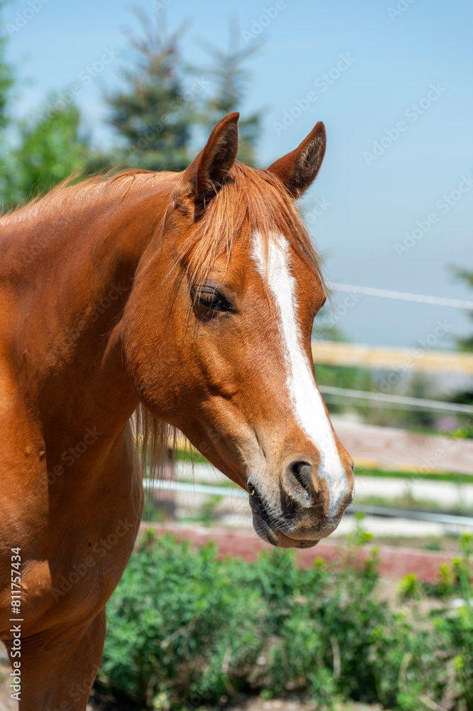 Naklejka premium portrait of a horse