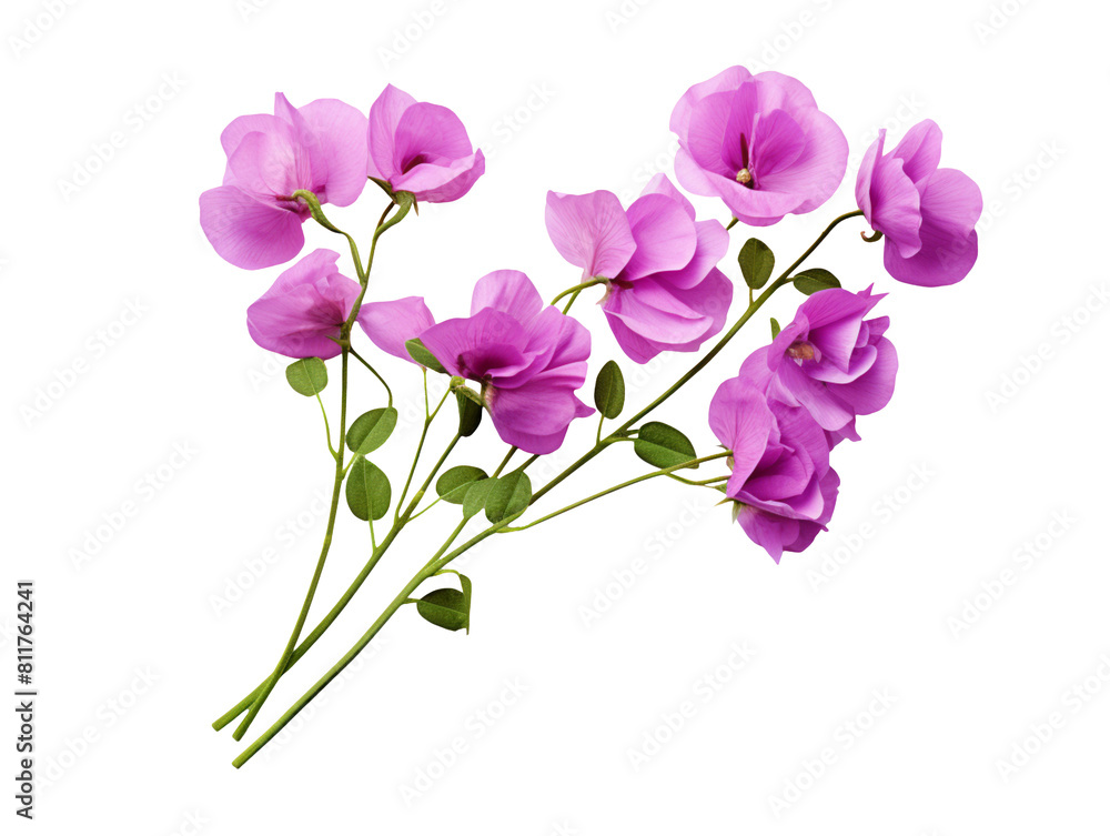 Purple Sweet Pea flower isolated on transparent background