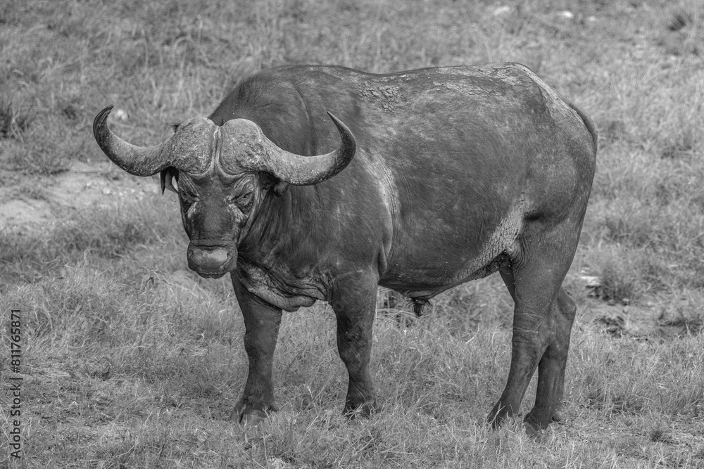 Obraz premium African Buffalo-