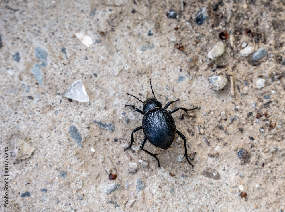 black large beetle in natural conditions on a spring day black large beetle in natural conditions on a spring day