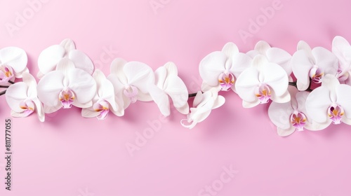 beautiful blooming white orchid (orchidaceae) branch isolated on pink table background, top view © May