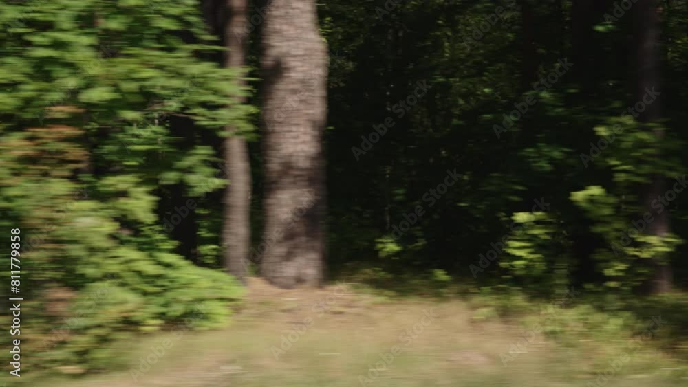 Side view driving plate of a summer forest Side view driving plate of a summer forest