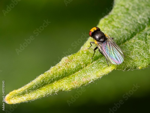 Yellow-headed Snail Parasitic Blowfly - Amenia imperialis photo