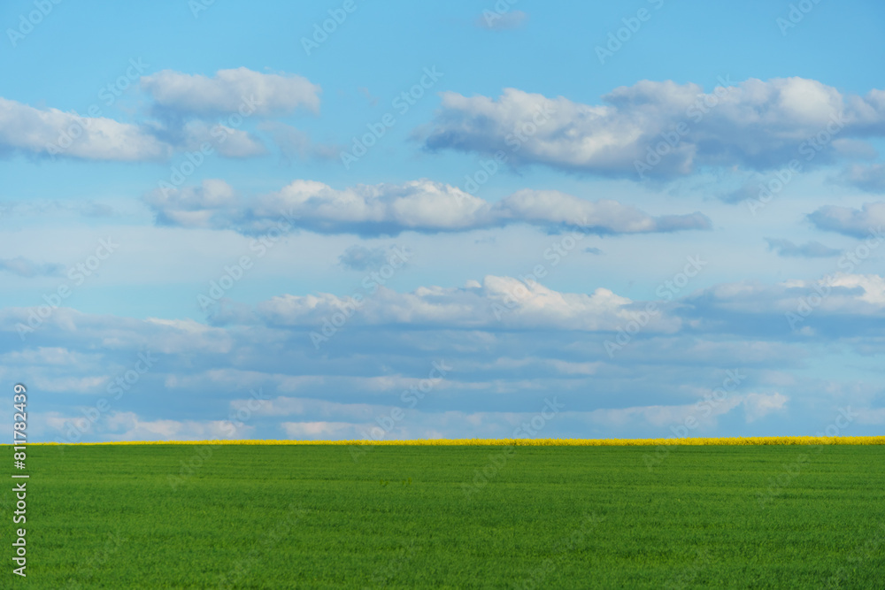young green wheat sprouts agricultural field, bright spring landscape on a sunny day, blue sky as background young green wheat sprouts agricultural field, bright spring landscape on a sunny day, blue sky as background