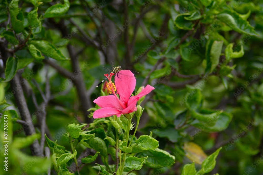 Close Up Of Hibiscus Flower In The Garden Close Up Of Hibiscus Flower In The Garden
