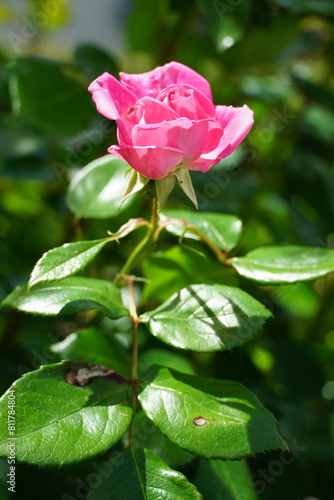 Red Rose macro closeup