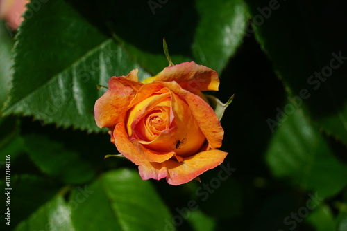 Red Rose macro closeup