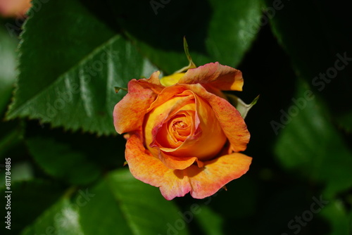 Red Rose macro closeup