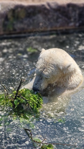 Eisbär beim Essen, Ice bear