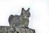 A beautiful tabby cat lies on a tree stump. Portrait of a european cat. Felis silvestris catus.