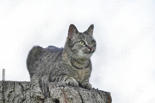 A beautiful tabby cat lies on a tree stump. Portrait of a european cat. Felis silvestris catus. photo