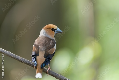 Fotografie A beautiful male hawfinch sits on the branch