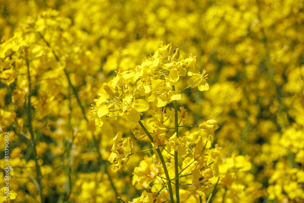 field of beautiful springtime golden flower of rapeseed with blue sky, canola colza in Latin Brassica napus, rapeseed is plant for green industry field of beautiful springtime golden flower of rapeseed with blue sky, canola colza in Latin Brassica napus, rapeseed is plant for green industry