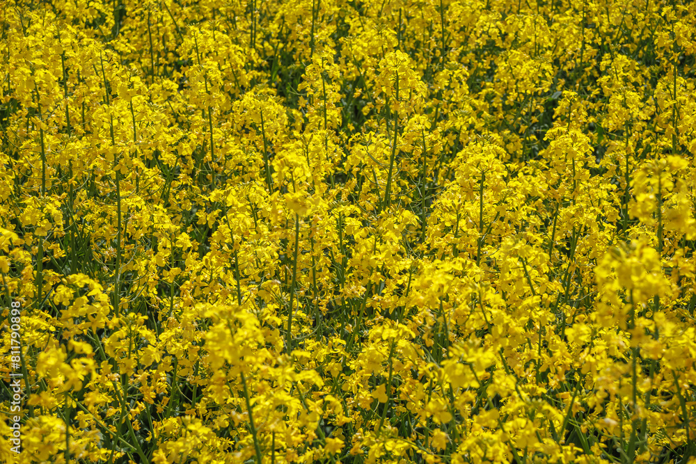 field of beautiful springtime golden flower of rapeseed with blue sky, canola colza in Latin Brassica napus, rapeseed is plant for green industry field of beautiful springtime golden flower of rapeseed with blue sky, canola colza in Latin Brassica napus, rapeseed is plant for green industry