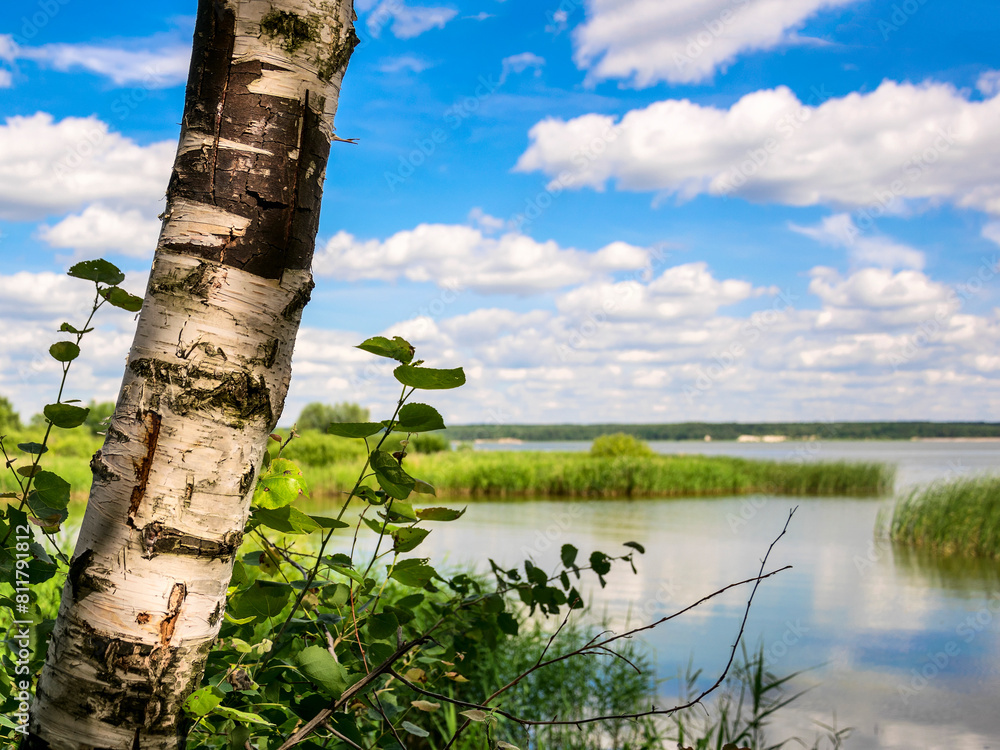 Fototapeta premium Birch tree against the backdrop of a large freshwater pond