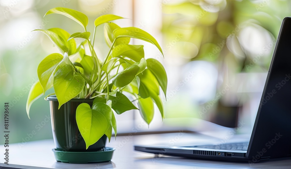 Fresh green plant and laptop on a home office desk Fresh green plant and laptop on a home office desk