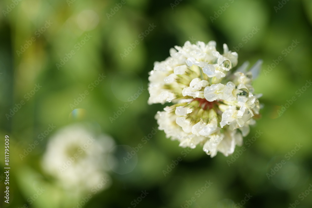 白いシロツメクサの花 白いシロツメクサの花