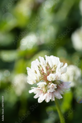 白いシロツメクサの花