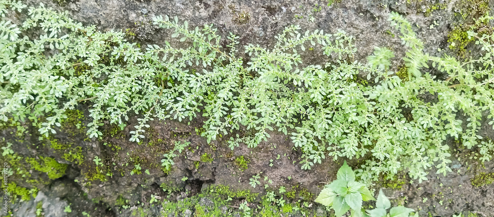 Obraz premium Green grass grows on the stone