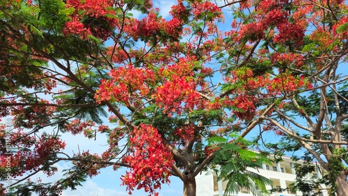 Cuadro en lienzo Close up of flamboyant blooming in sunny day at Mekong Delta Vietnam known  as Royal poinciana or Mohur tree