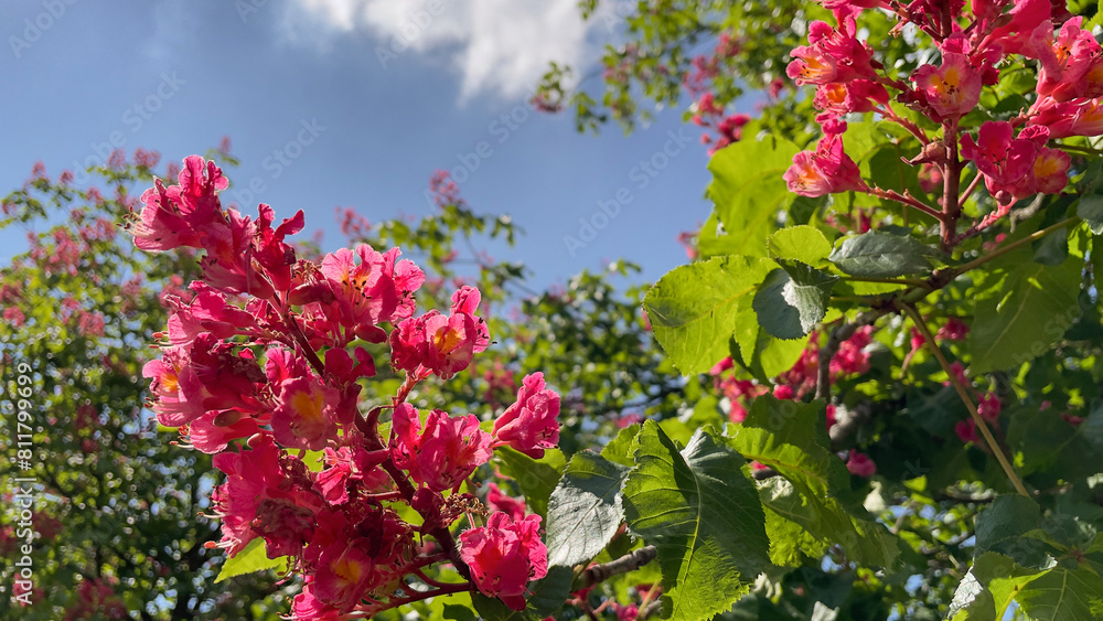 Pink flowers of chestnut tree in spring Pink flowers of chestnut tree in spring
