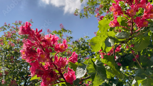 Pink flowers of chestnut tree in spring