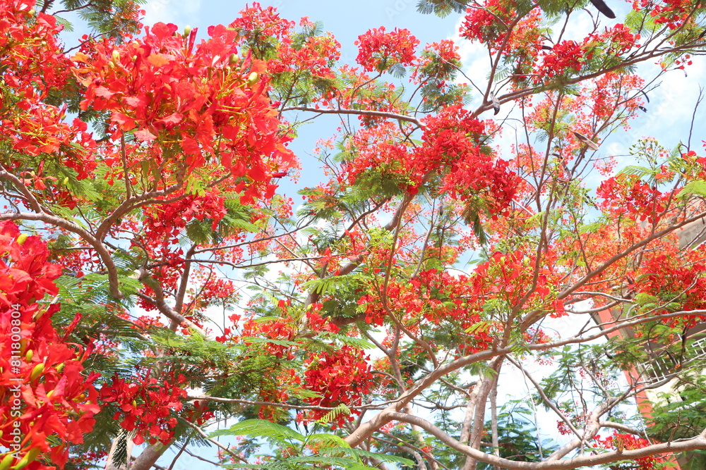 Flamboyant flowers blooming and high school at Can Tho city, Vietnam known as Royal poinciana or Mohur tree. Flamboyant flowers blooming and high school at Can Tho city, Vietnam known as Royal poinciana or Mohur tree.