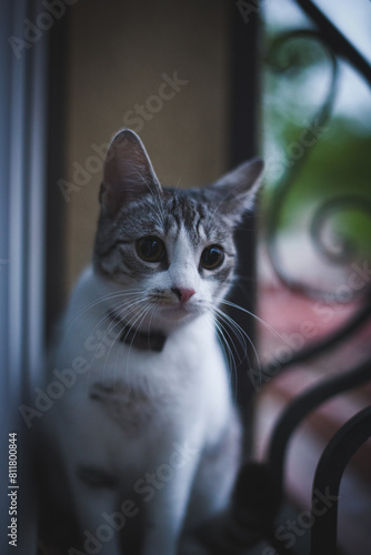 cute cat