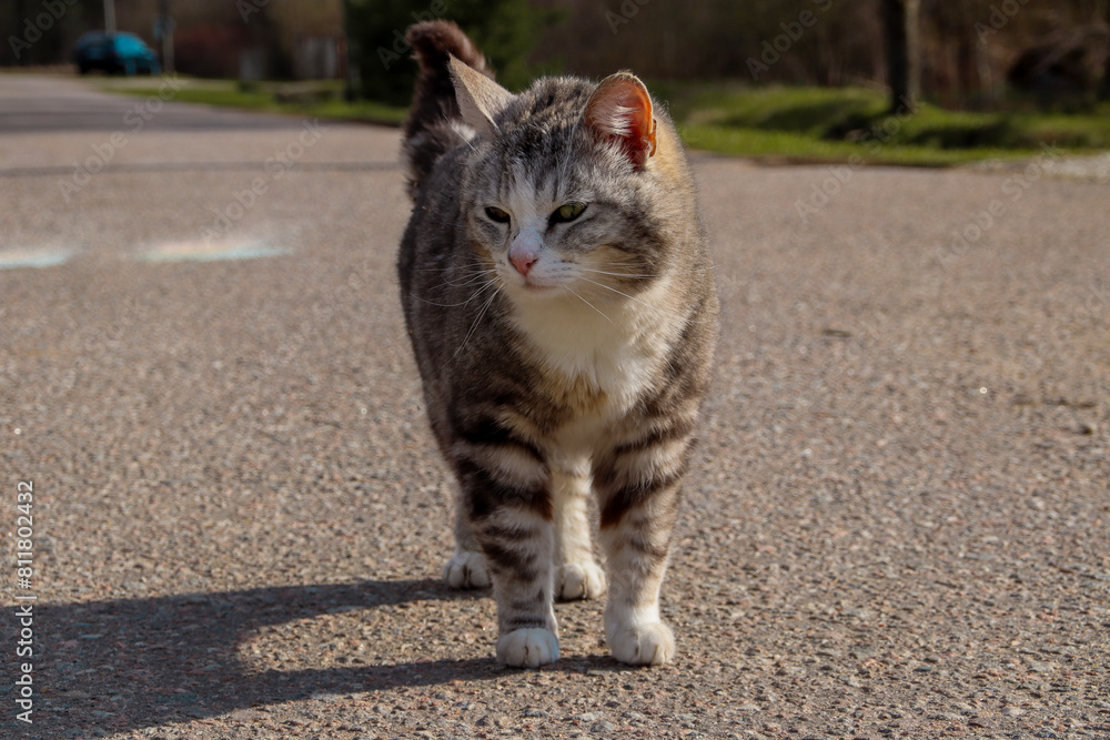Naklejka premium cat on the street