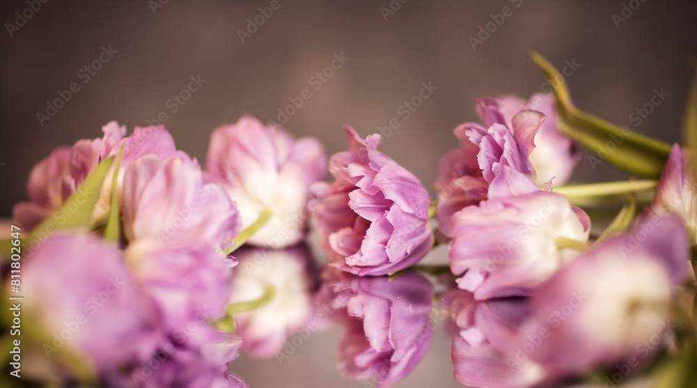 Fototapeta premium macro pink tulips on a light background.