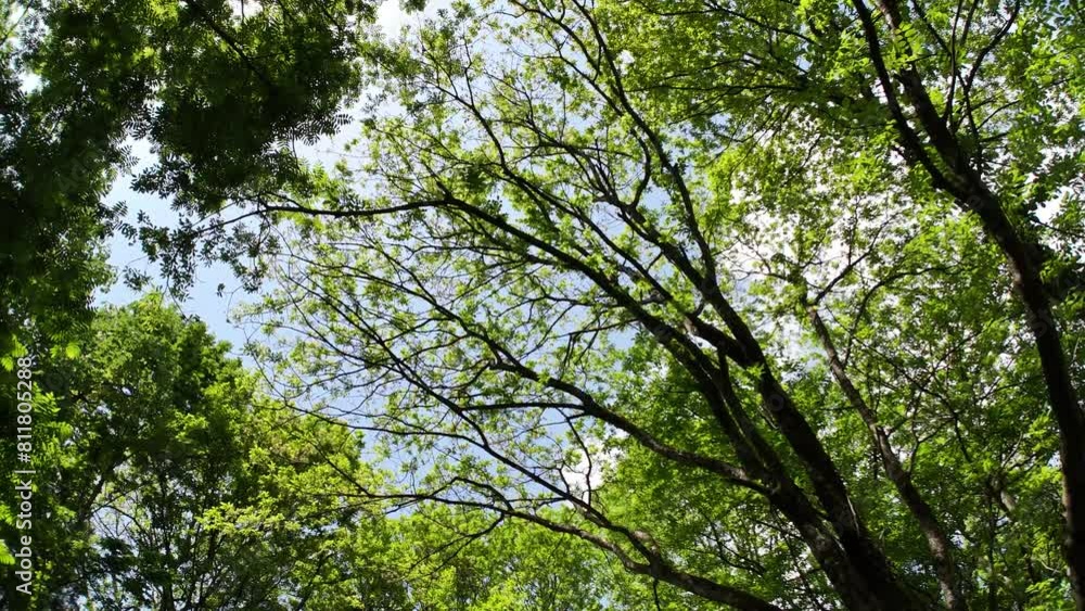 森林 移動撮影 さわやかな木漏れ日 グリーン イメージ 森林 移動撮影 さわやかな木漏れ日 グリーン イメージ