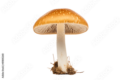 Orange cap white stem mushroom isolated on black background.