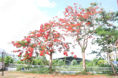 Flamboyant flowers blooming and high school at Can Tho city, Vietnam known as Royal poinciana or Mohur tree.