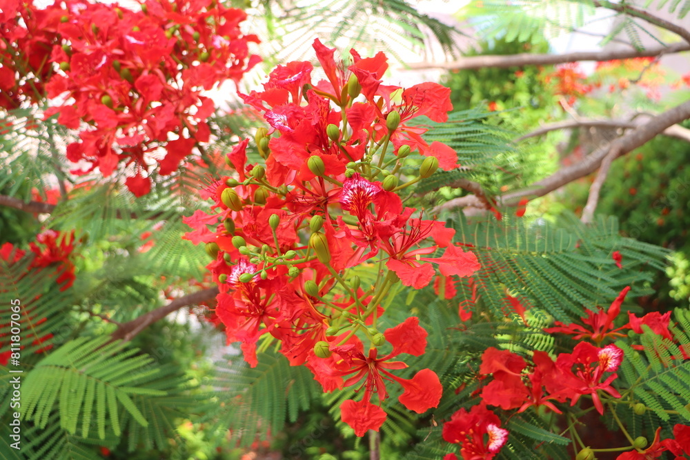 Close up of flamboyant blooming in sunny day at Mekong Delta Vietnam known as Royal poinciana or Mohur tree. Close up of flamboyant blooming in sunny day at Mekong Delta Vietnam known as Royal poinciana or Mohur tree.