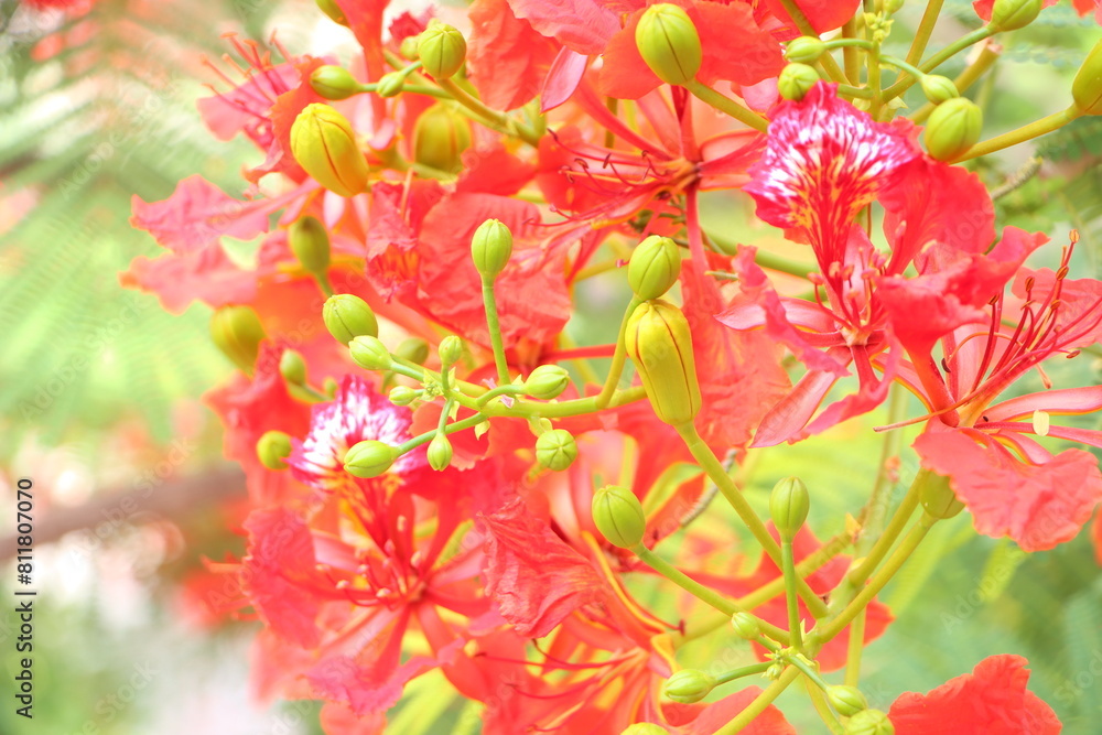 Close up of flamboyant blooming in sunny day at Mekong Delta Vietnam known as Royal poinciana or Mohur tree. Close up of flamboyant blooming in sunny day at Mekong Delta Vietnam known as Royal poinciana or Mohur tree.