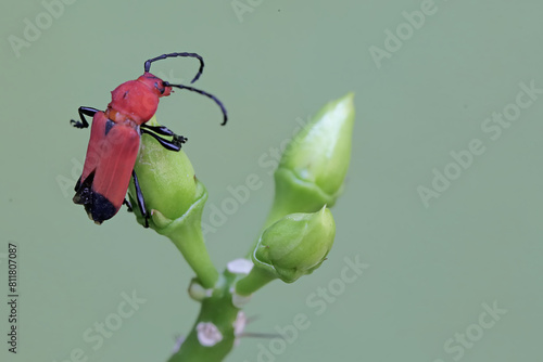 A longhorned beetle of the species Euryphagus lundii is foraging on wax rose flower buds. The larvae of these beetles usually drill into wood and can cause damage to living logs. photo