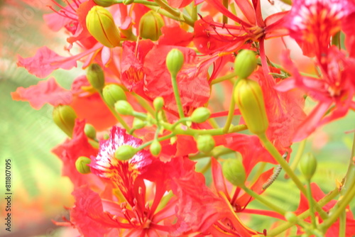 Foto Close up of flamboyant blooming in sunny day at Mekong Delta Vietnam known  as Royal poinciana or Mohur tree