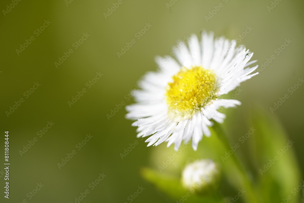 Obraz premium ヒメジョオンの白い花