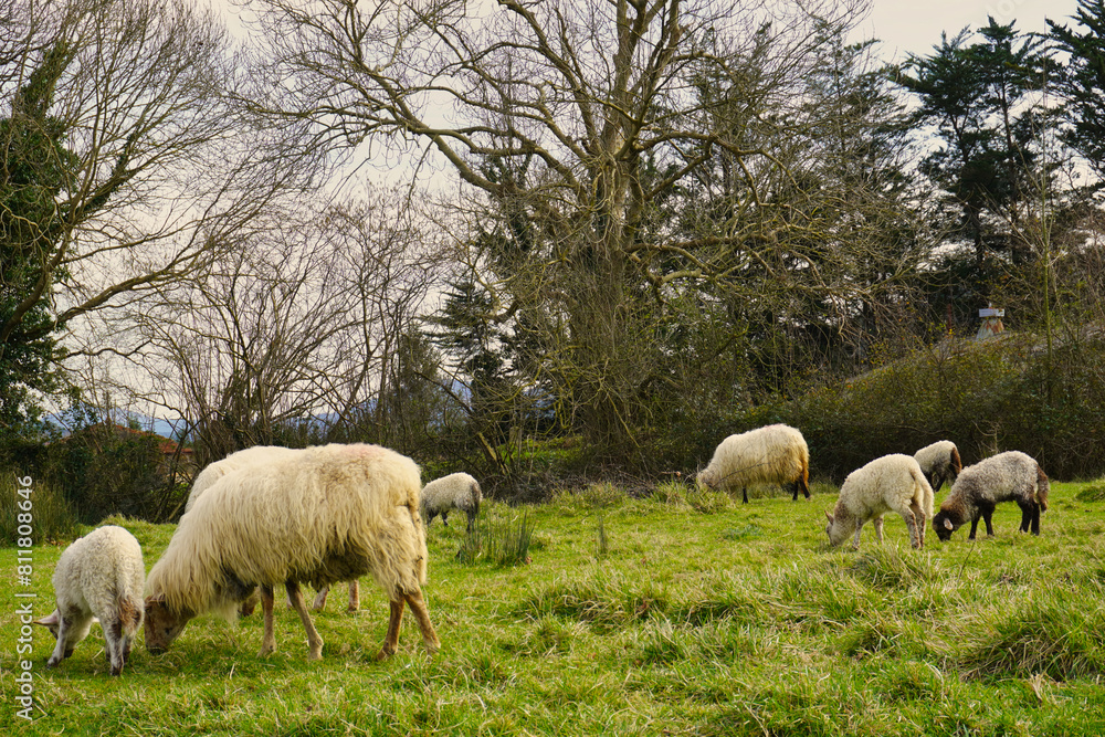 Fototapeta premium Sheep grazing in a meadow in the Gorbeia Natural Park. Bizkaia, Euskadi. Spain. A magical place