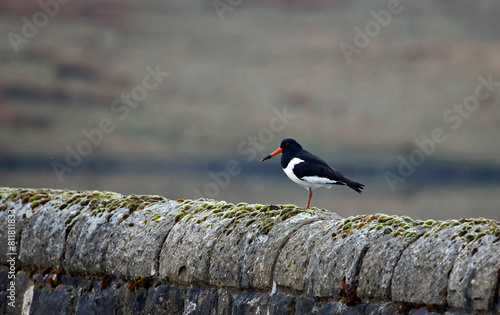 Oystercatcher with a muddy beak on a drystone wall