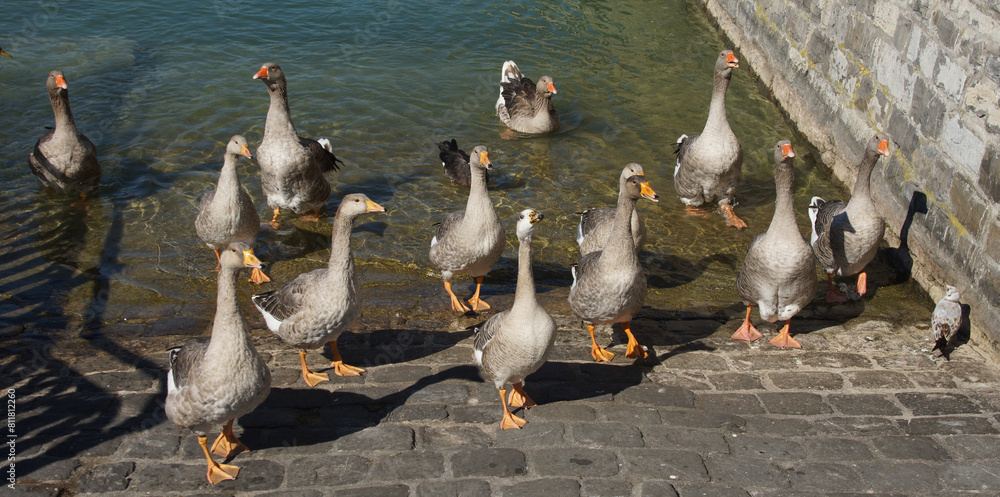 Obraz premium a group of geese on the river in the city