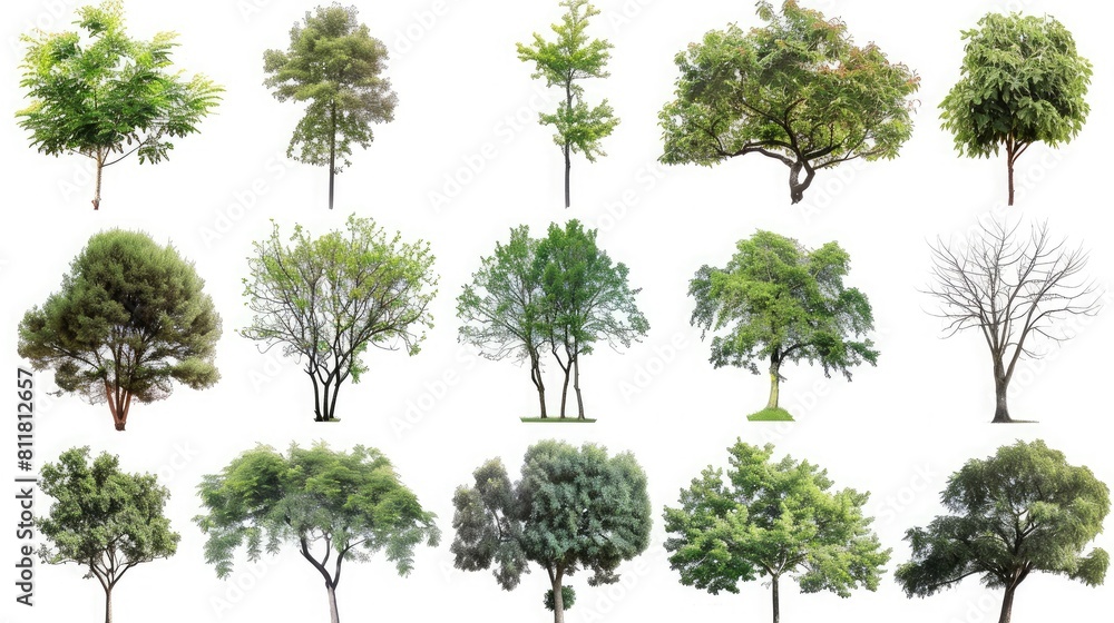 Nature's Array: Collection of various trees isolated against a white backdrop. Nature's Array: Collection of various trees isolated against a white backdrop.