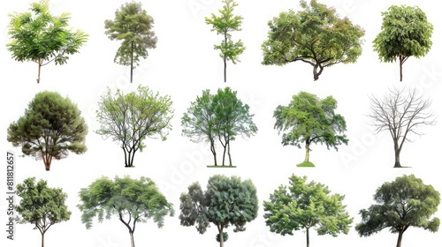 Nature s Array  Collection of various trees isolated against a white backdrop.