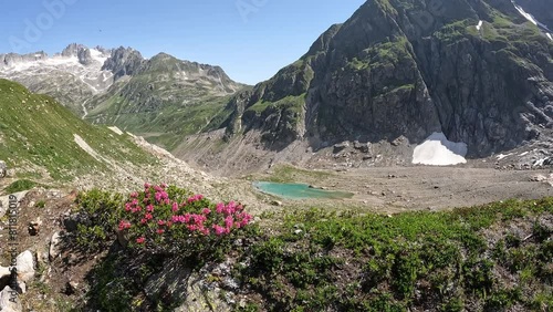 Alpine rose in the mountains