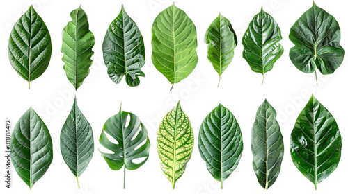 Vibrant Tropical Leaves Collection on White Background for Botanical Illustrations and Environmental Themes