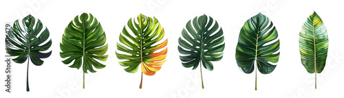 Exotic Tropical Leaves Collection in Vibrant Colors for Artistic Designs and Nature Enthusiasts on Transparent Background